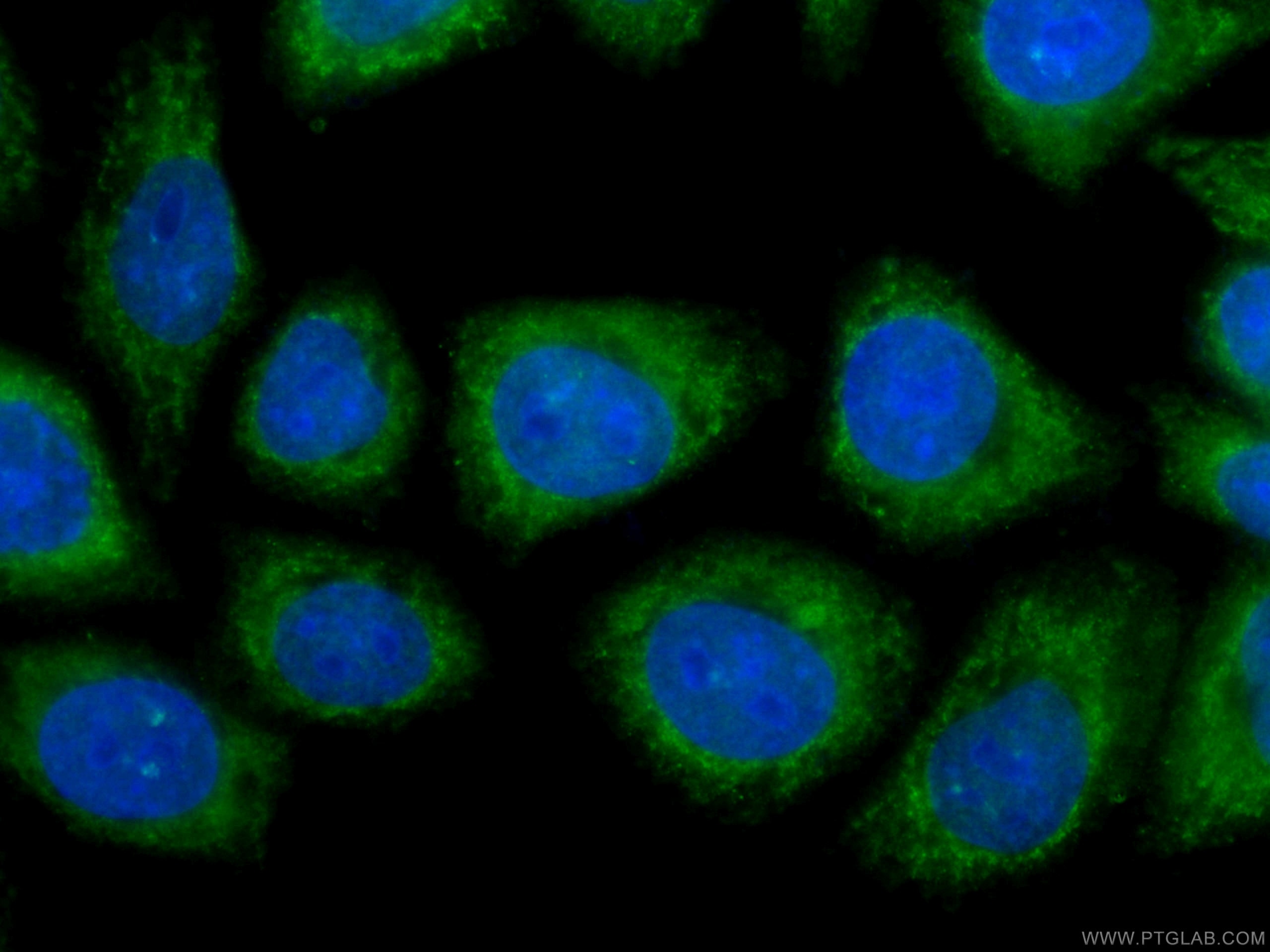 Immunofluorescence (IF) / fluorescent staining of HepG2 cells using CoraLite® Plus 488-conjugated STAT3 Monoclonal ant (CL488-60199)