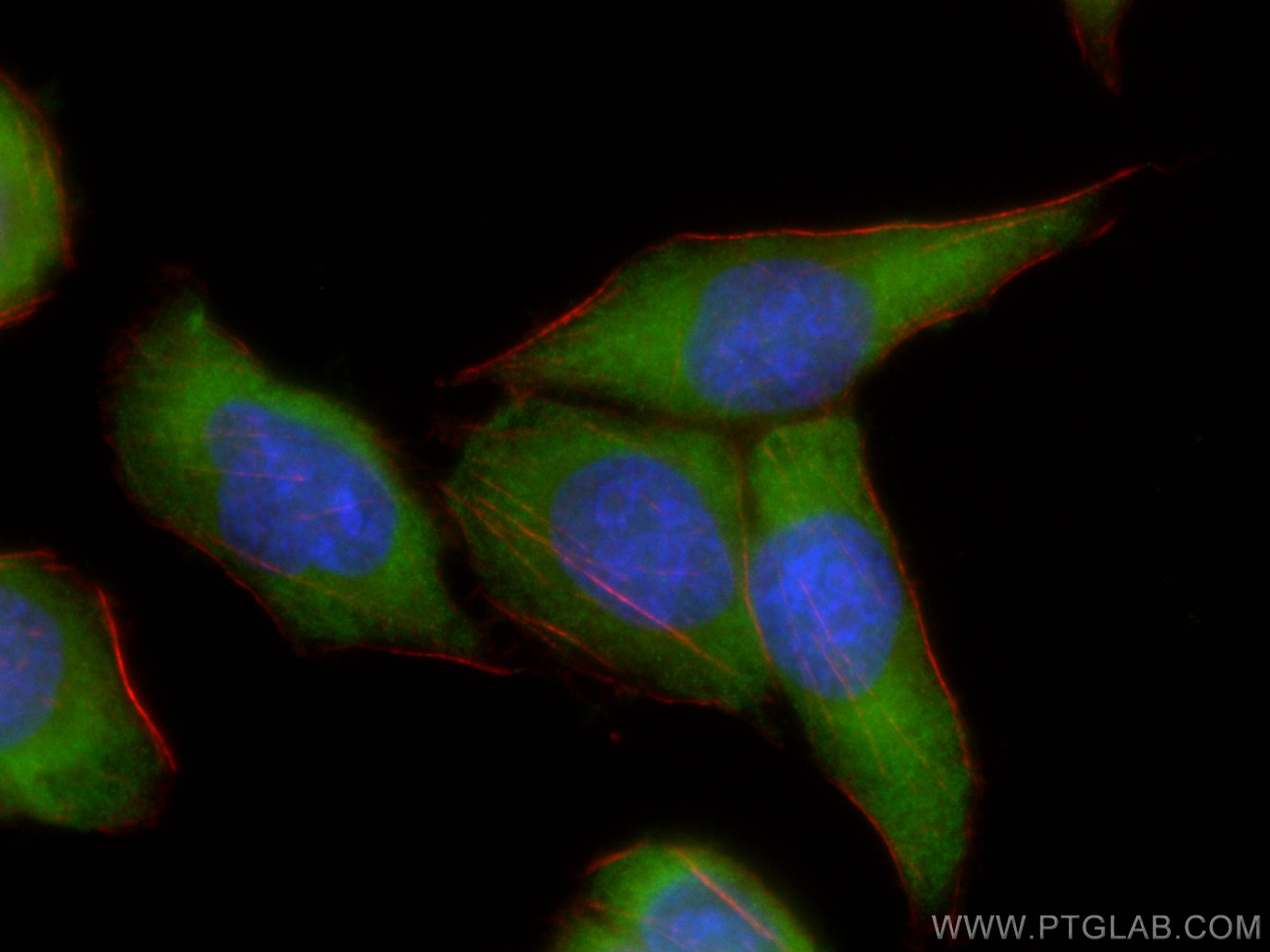 Immunofluorescence (IF) / fluorescent staining of L02 cells using CoraLite® Plus 488-conjugated STAT3 Monoclonal ant (CL488-60199)