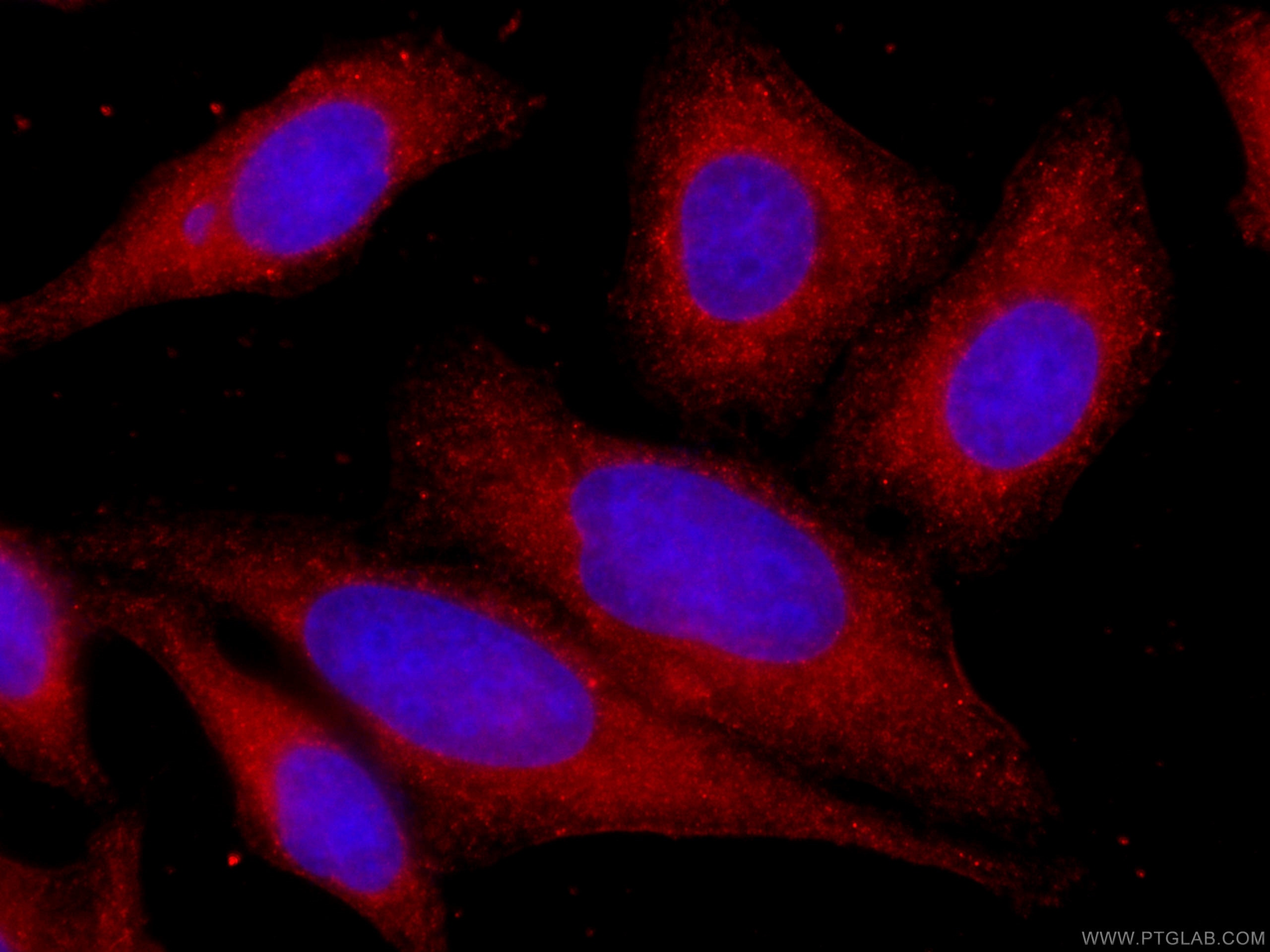 Immunofluorescence (IF) / fluorescent staining of HepG2 cells using CoraLite®594-conjugated STAT3 Monoclonal antibody (CL594-60199)