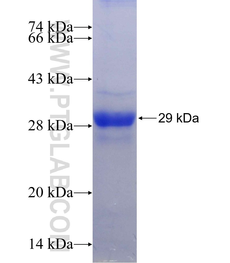 STAT3 fusion protein Ag28416 SDS-PAGE