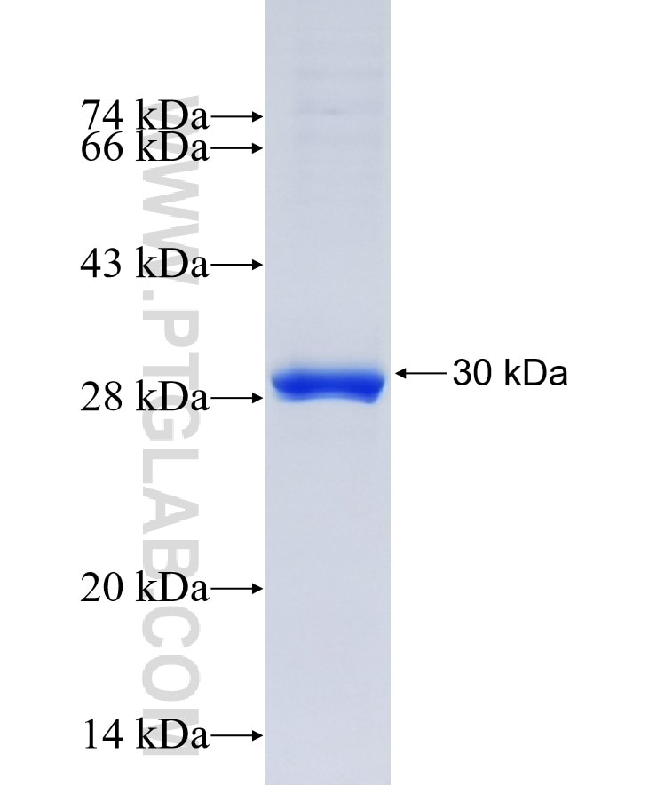 STAT3 fusion protein Ag28416 SDS-PAGE