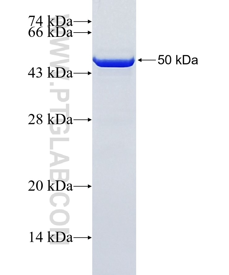 STAT3 fusion protein Ag0360 SDS-PAGE