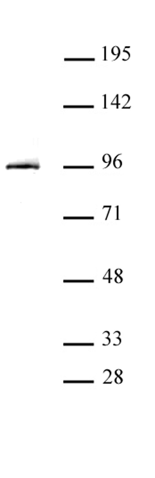 STAT3 antibody (pAb) tested by Western blot. Detection of STAT3 by Western blot analysis. Nuclear extract of HepG2 cells (30 ug) probed with STAT3 antibody at a dilution of 1:2,000.