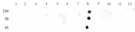 STAT3 phospho Tyr705 pAb tested by dot blot analysis. Dot blot analysis was used to confirm the specificity of STAT3 phospho Tyr705 pAb for STAT3 phospho Tyr705. Phosphorylated peptides corresponding to the immunogen and related peptides were spotted onto PVDF and probed with the antibody at 1:10,000. The amount of peptide (picomoles) spotted is indicated next to each row. Lane 1: Unmodified Ser727 STAT1 peptide. Lane 2: Phospho Ser727 STAT1 peptide. Lane 3: Unmodified Tyr689 STAT2 peptide. Lane 4: Phospho Tyr689 STAT2 peptide. Lane 5: Unmodified Ser727 STAT3 peptide. Lane 6: Phospho Ser727 STAT3 peptide. Lane 7: Unmodified Tyr705 STAT3 peptide. Lane 8: Phospho Tyr705 STAT3 peptide. Lane 9: Unmodified Ser726 STAT5A/Ser731 STAT5B peptide. Lane 10: Phospho Ser726 STAT5A/Ser731 STAT5B peptide. Lane 11: Unmodified Tyr694 STAT5A/Tyr699 STAT5B peptide. Lane 12: Phospho Tyr694 STAT5A/Tyr699 STAT5B peptide.