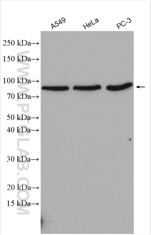 Western Blot (WB) analysis of various lysates using STAT4 Polyclonal antibody (13028-1-AP)