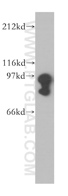 Western Blot (WB) analysis of PC-3 cells using STAT4 Polyclonal antibody (13028-1-AP)