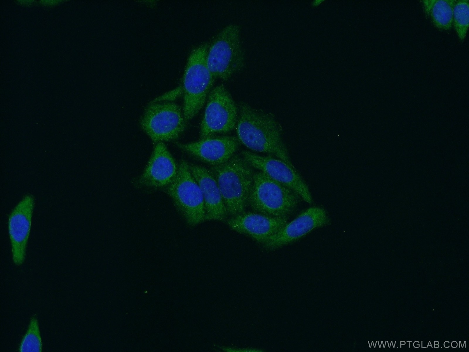 IF Staining of HeLa using 51070-2-AP
