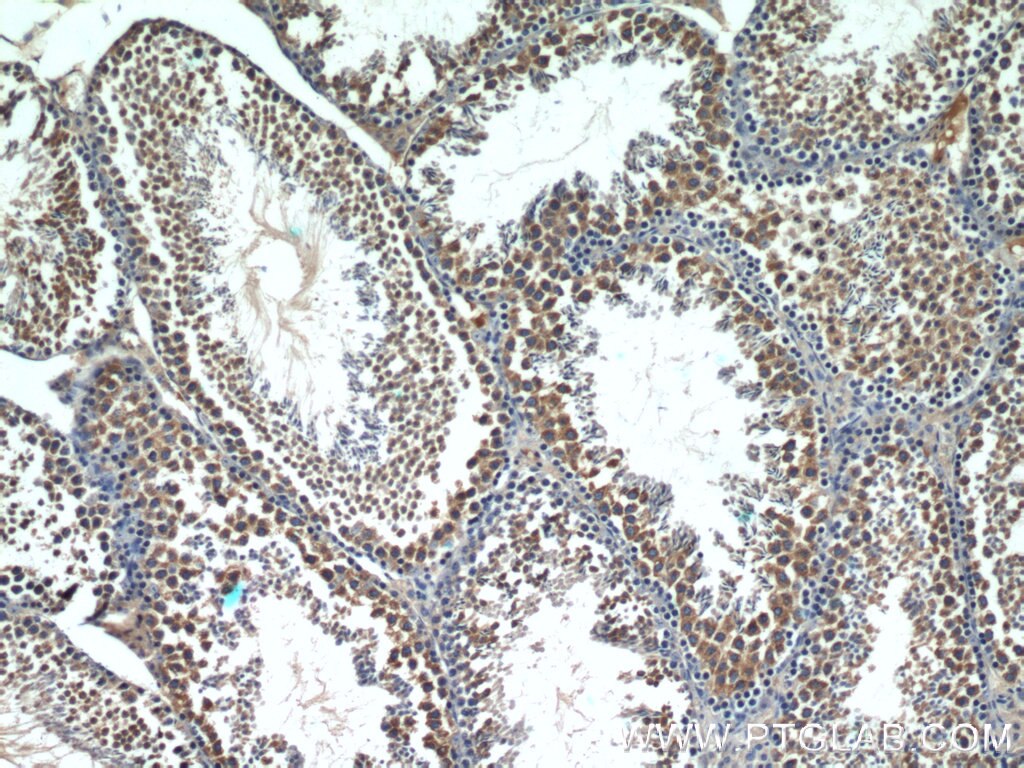 IHC staining of mouse testis using 51070-2-AP