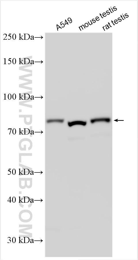 Western Blot (WB) analysis of various lysates using STAT4 Polyclonal antibody (51070-2-AP)