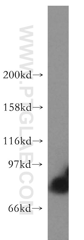 STAT4 Polyclonal antibody