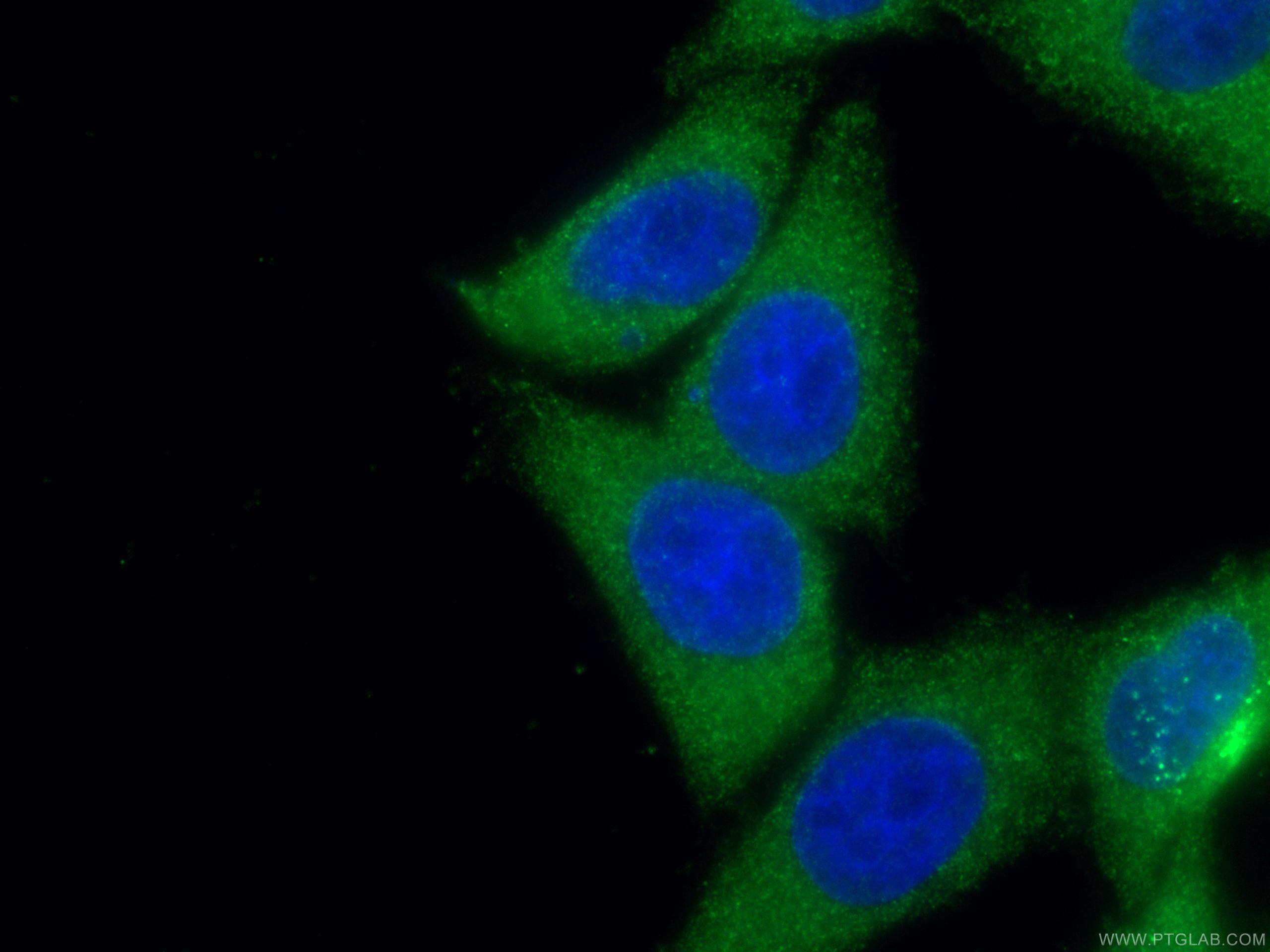 Immunofluorescence (IF) / fluorescent staining of HepG2 cells using STAT4 Monoclonal antibody (67568-2-Ig)