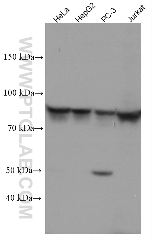 Western Blot (WB) analysis of various lysates using STAT4 Monoclonal antibody (67568-2-Ig)