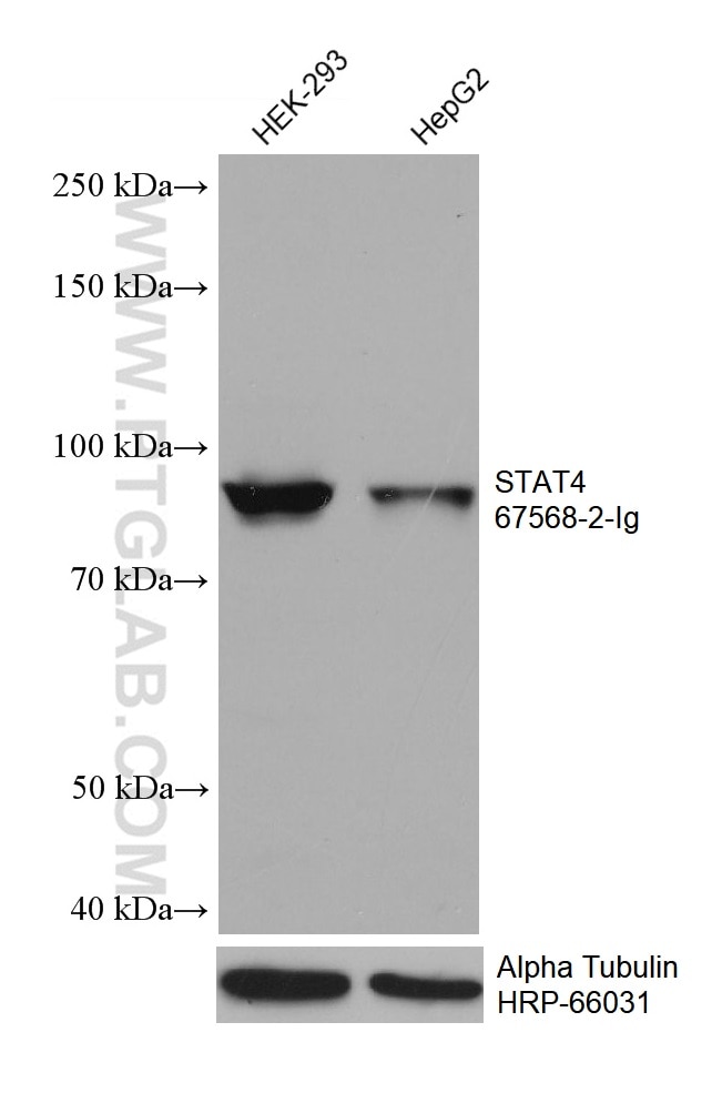 Western Blot (WB) analysis of various lysates using STAT4 Monoclonal antibody (67568-2-Ig)