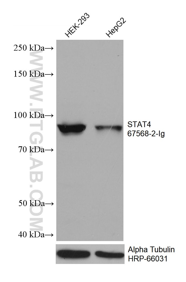 WB analysis using 67568-2-Ig