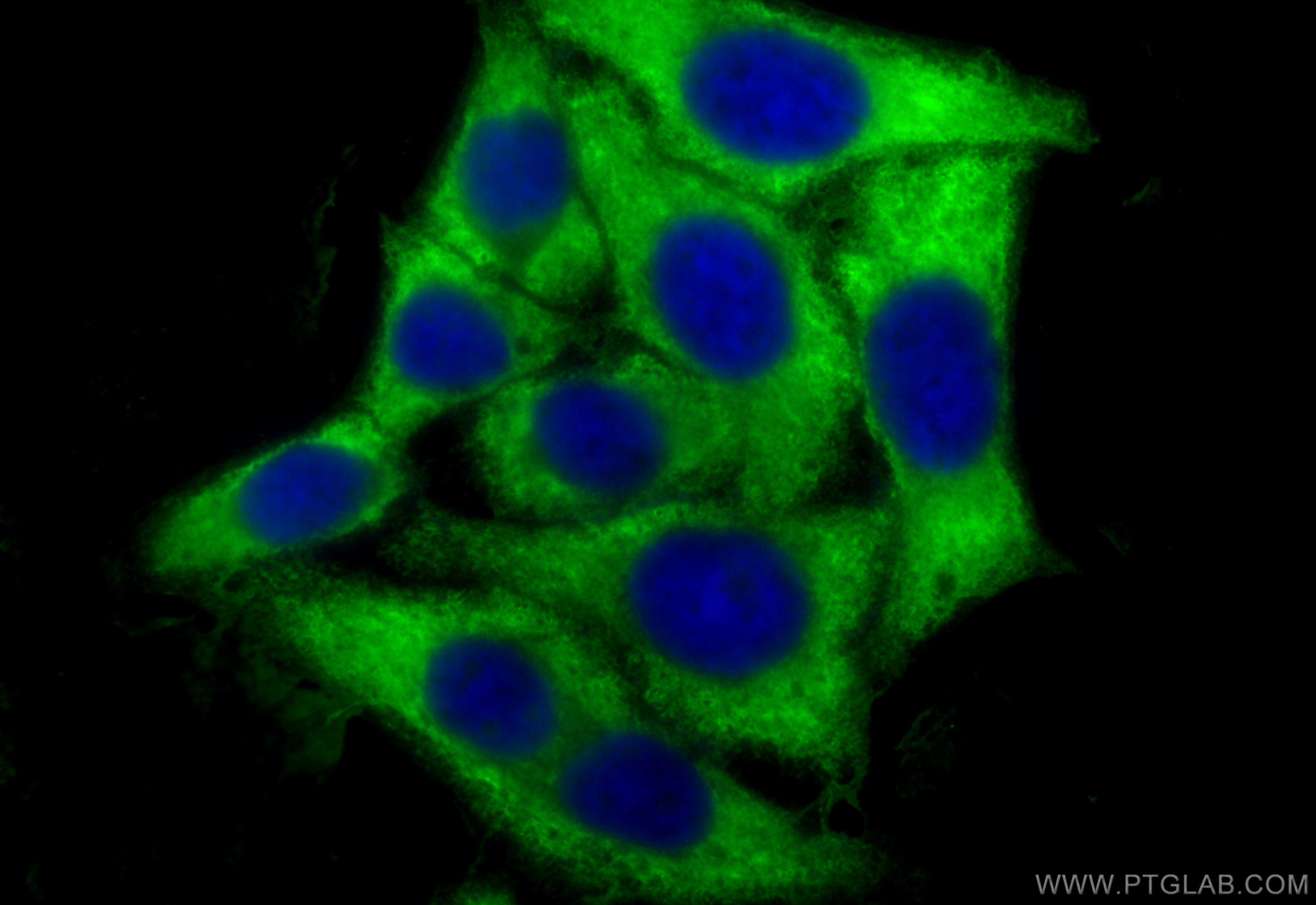 Immunofluorescence (IF) / fluorescent staining of HepG2 cells using CoraLite® Plus 488-conjugated STAT4 Monoclonal ant (CL488-67568)