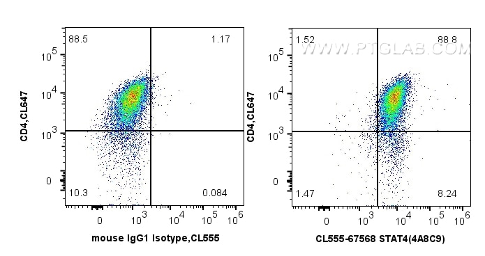 Flow cytometry (FC) experiment of mouse Th1 using CoraLite®555-conjugated STAT4 Monoclonal antibody (CL555-67568)