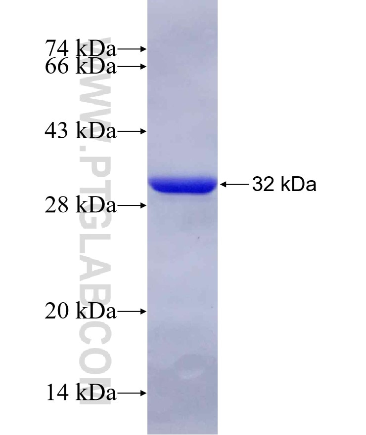 STAT4 fusion protein Ag29693 SDS-PAGE
