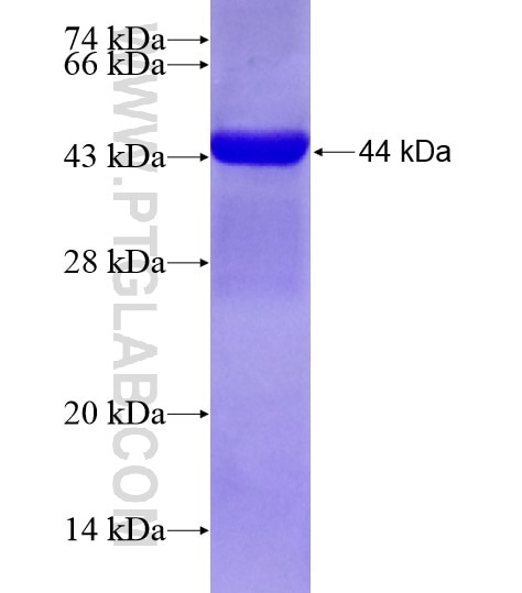 STAT4 fusion protein Ag19545 SDS-PAGE