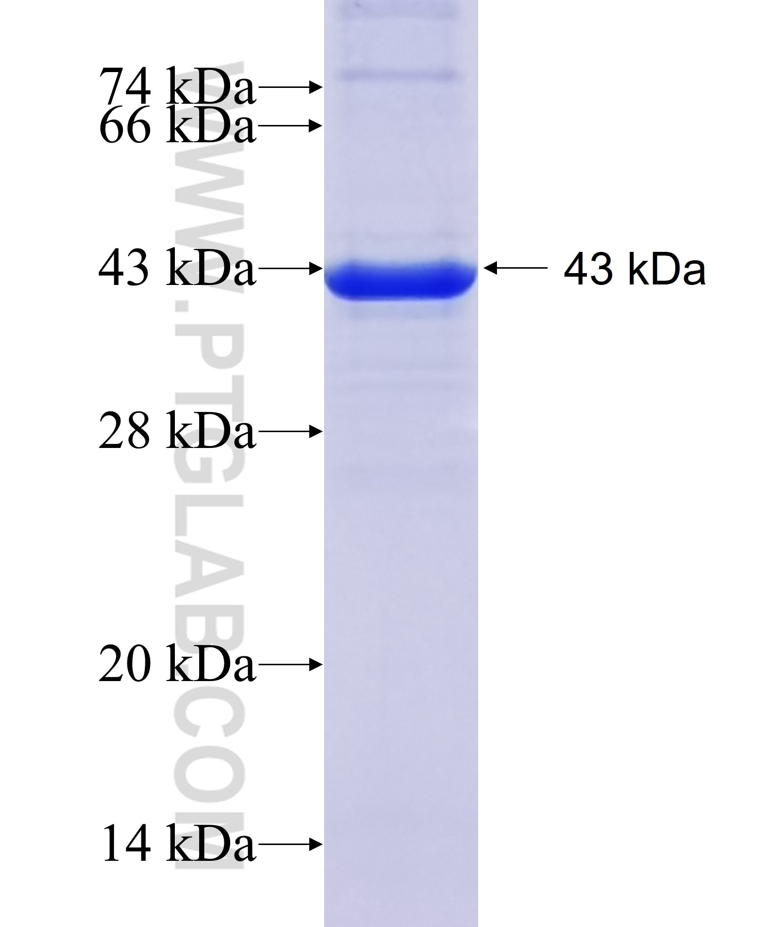 STAT4 fusion protein Ag19545 SDS-PAGE