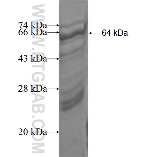 STAT4 fusion protein Ag3660 SDS-PAGE