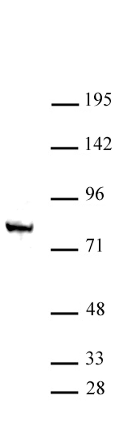 STAT4 antibody (pAb) tested by Western blot. Nuclear extract of mouse testis (30 ug) probed with STAT4 antibody (pAb) at a dilution of 1:2,000.