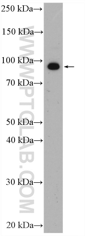 Western Blot (WB) analysis of Daudi cells using STAT5A/B Polyclonal antibody (13179-1-AP)