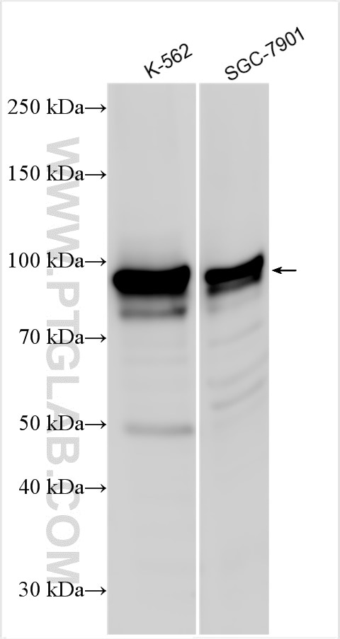 Western Blot (WB) analysis of various lysates using STAT5A Polyclonal antibody (13179-1-PBS)