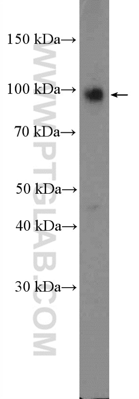 Western Blot (WB) analysis of K-562 cells using STAT5A/B Polyclonal antibody (13179-1-AP)