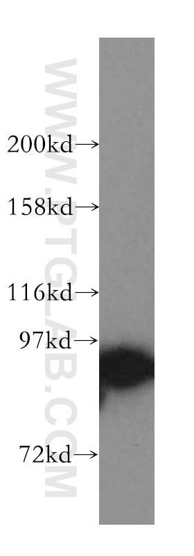 Western Blot (WB) analysis of HeLa cells using STAT5A Polyclonal antibody (51074-2-AP)