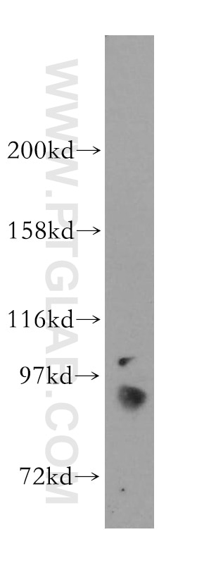 Western Blot (WB) analysis of HepG2 cells using STAT5A Polyclonal antibody (51074-2-AP)