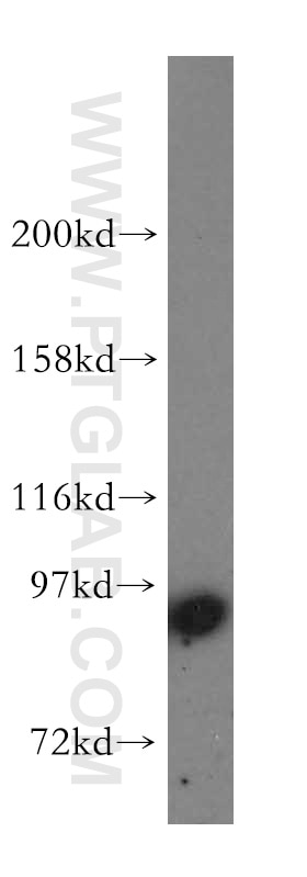 Western Blot (WB) analysis of NIH/3T3 cells using STAT5A Polyclonal antibody (51074-2-AP)