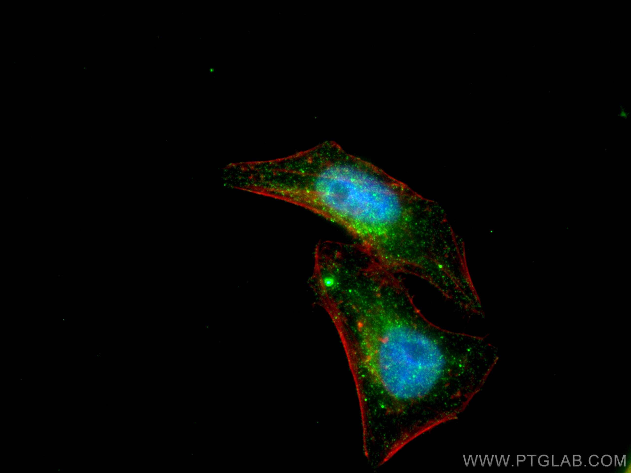 Immunofluorescence (IF) / fluorescent staining of HepG2 cells using STAT5A Monoclonal antibody (66459-1-Ig)