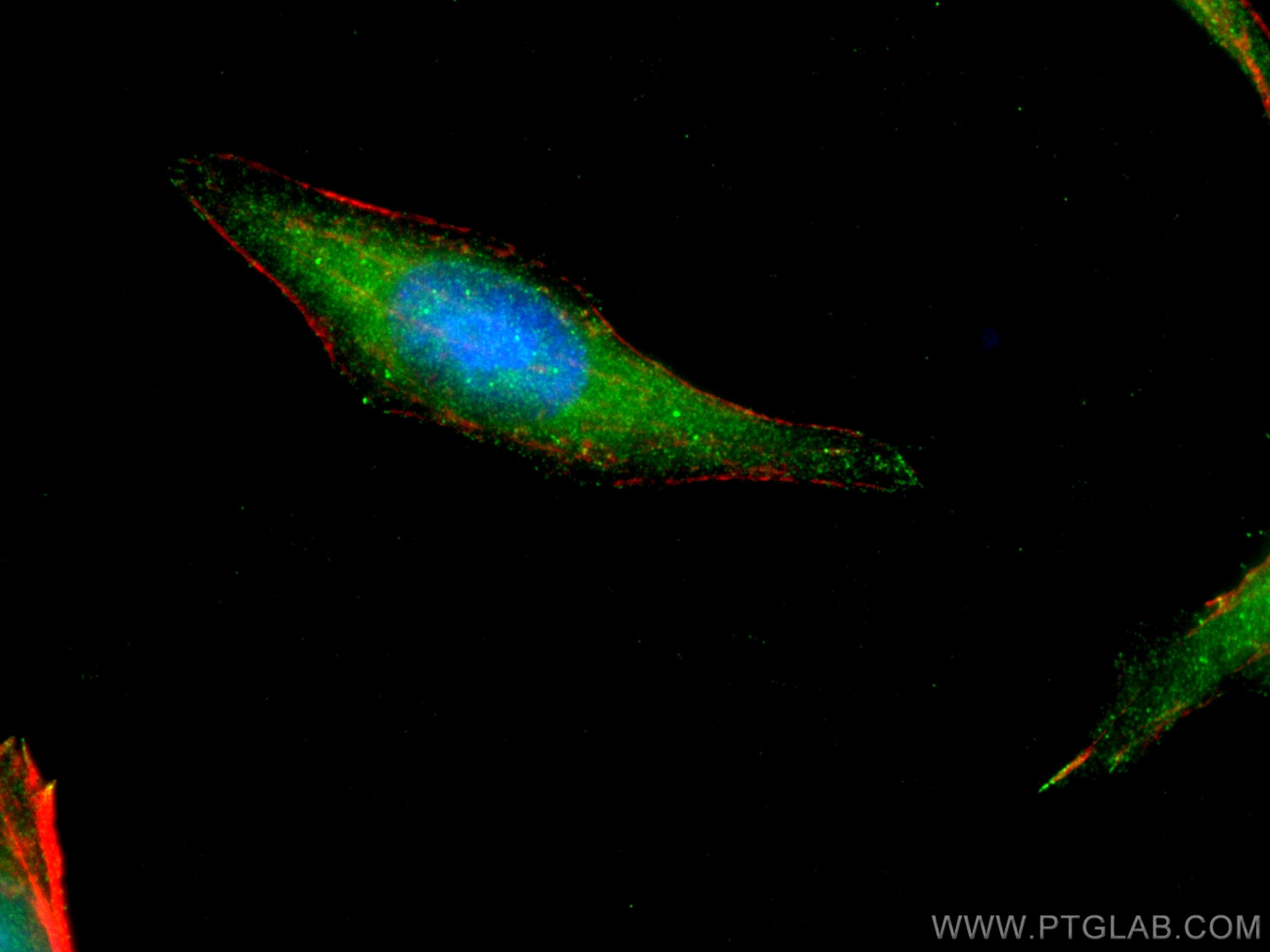 Immunofluorescence (IF) / fluorescent staining of HepG2 cells using STAT5A Monoclonal antibody (66459-1-Ig)