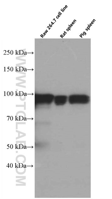 Western Blot (WB) analysis of various lysates using STAT5A Monoclonal antibody (66459-1-Ig)