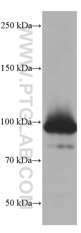 Western Blot (WB) analysis of U-937 cells using STAT5A Monoclonal antibody (66459-1-Ig)