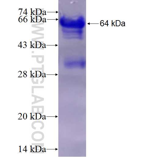 STAT5A fusion protein Ag3846 SDS-PAGE