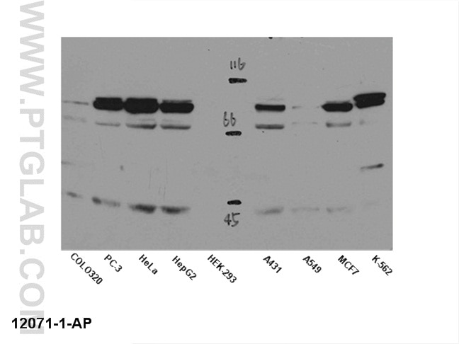 WB analysis of multi-cells using 12071-1-AP