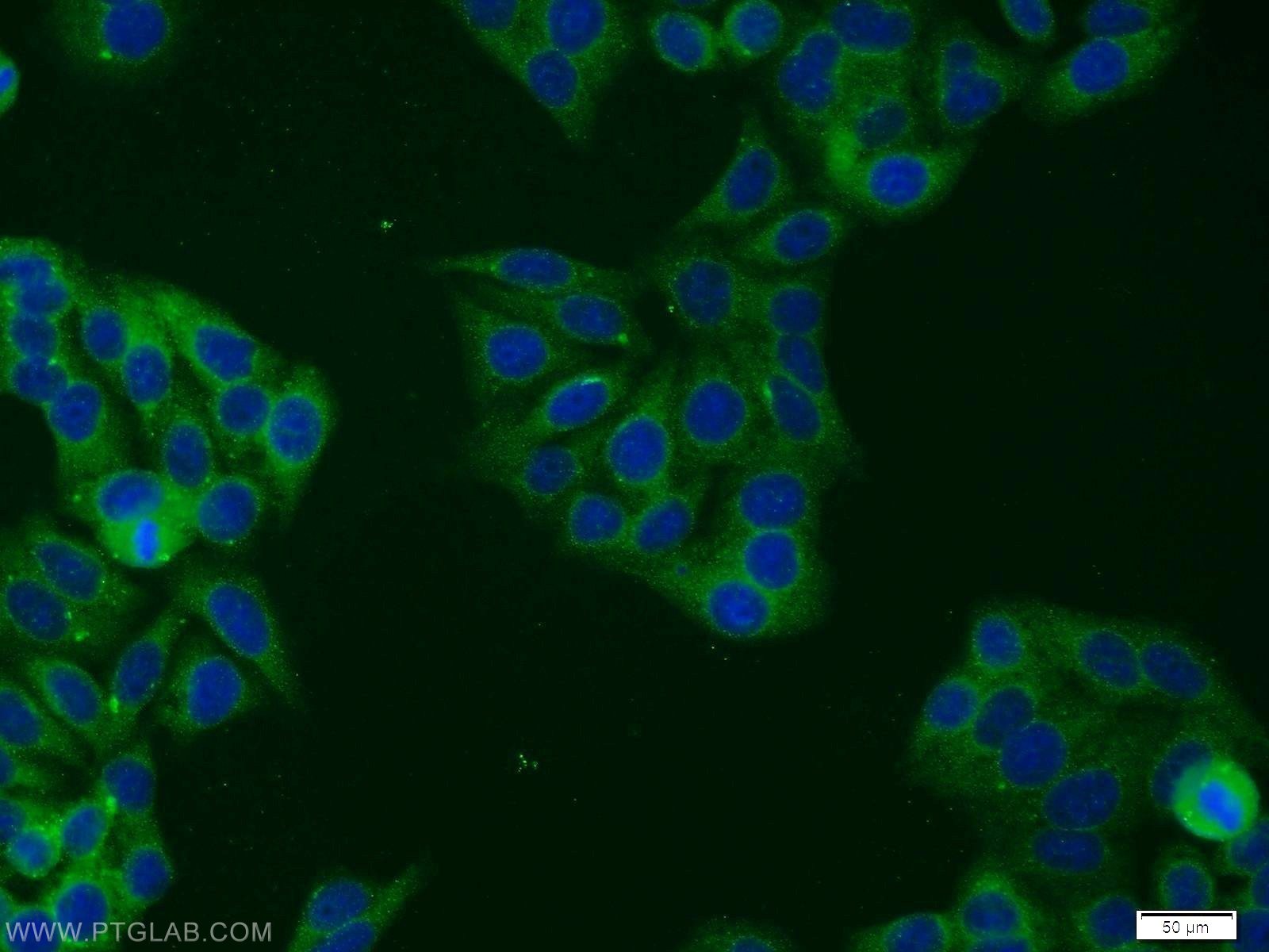 Immunofluorescence (IF) / fluorescent staining of HepG2 cells using STAT5A/B Polyclonal antibody (12071-1-AP)