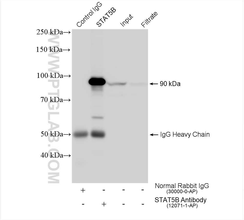 Immunoprecipitation (IP) experiment of HeLa cells using STAT5A/B Polyclonal antibody (12071-1-AP)