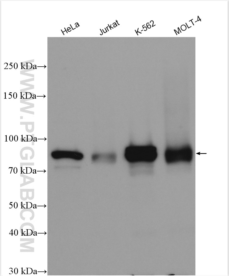 Western Blot (WB) analysis of various lysates using STAT5A/B Polyclonal antibody (12071-1-AP)