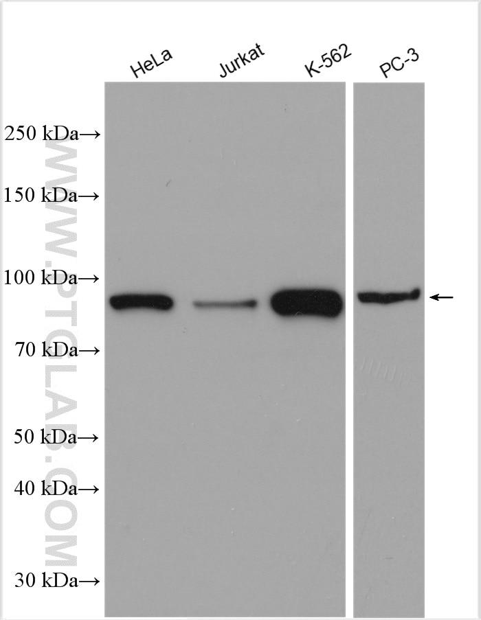 Western Blot (WB) analysis of various lysates using STAT5B Polyclonal antibody (51072-2-AP)