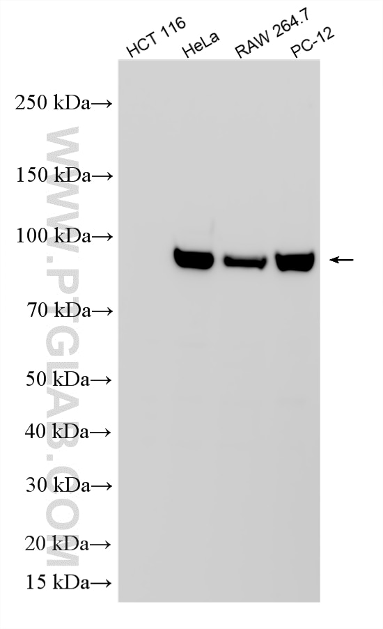 Western Blot (WB) analysis of various lysates using STAT5B-Specific Polyclonal antibody (51072-2-AP)