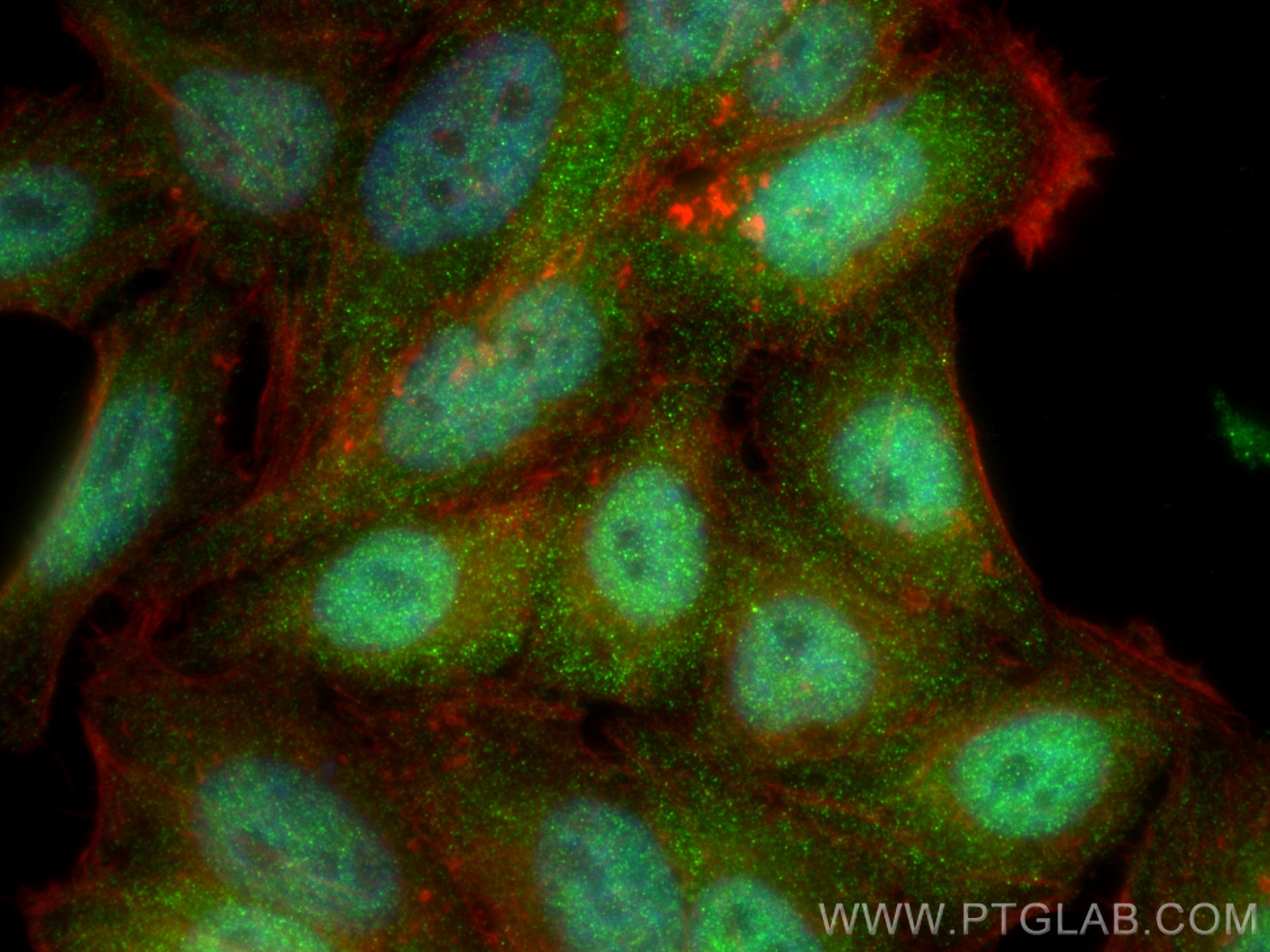 Immunofluorescence (IF) / fluorescent staining of HepG2 cells using STAT5B Monoclonal antibody (66427-1-Ig)