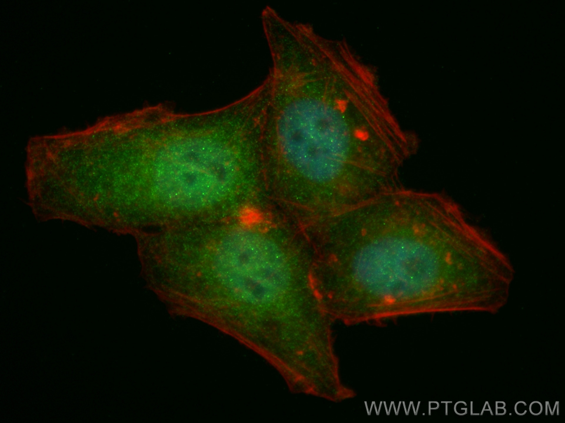 Immunofluorescence (IF) / fluorescent staining of HepG2 cells using STAT5B Monoclonal antibody (66427-1-Ig)