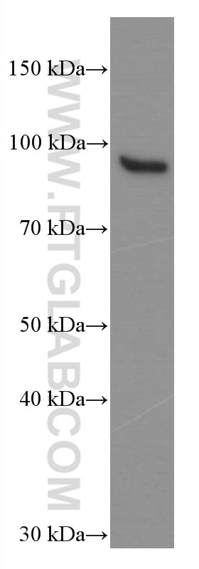 Western Blot (WB) analysis of Jurkat cells using STAT5B Monoclonal antibody (66427-1-Ig)