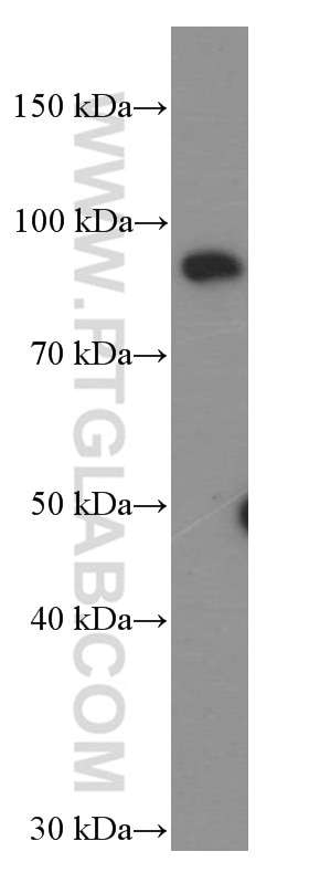 Western Blot (WB) analysis of HEK-293 cells using STAT5B Monoclonal antibody (66427-1-Ig)