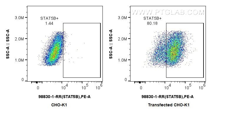 FC experiment of Transfected CHO-K1 using 98830-1-RR Flow cytometry (FC) experiment of Transfected CHO-K1 using Anti-Human STAT5B Rabbit Recombinant Antibody (98830-1-RR)