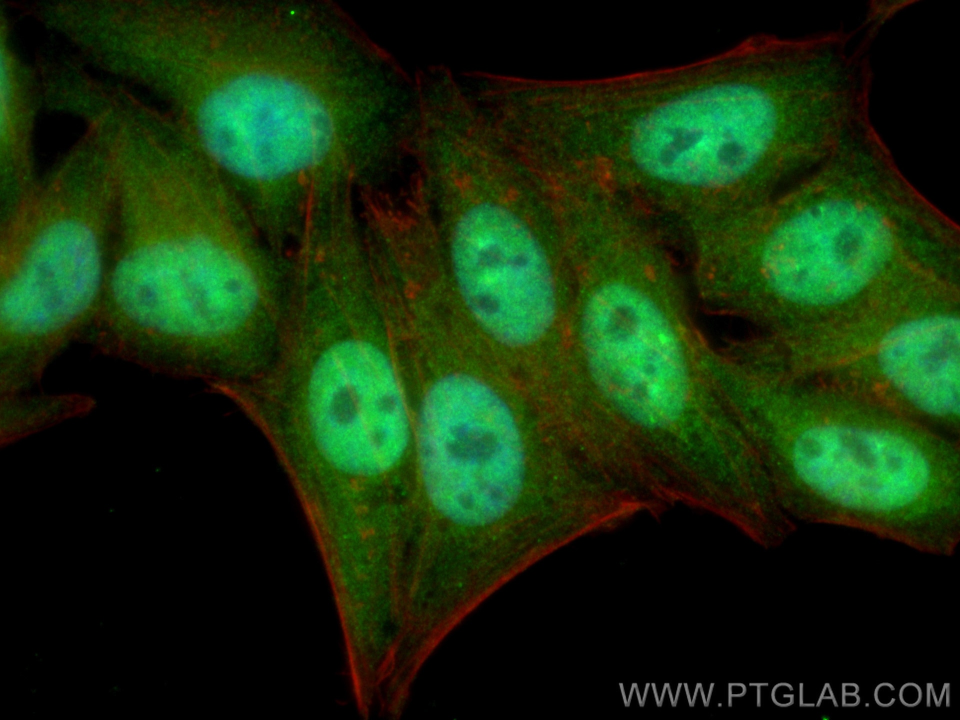 Immunofluorescence (IF) / fluorescent staining of HepG2 cells using CoraLite® Plus 488-conjugated STAT5B Monoclonal an (CL488-66427)