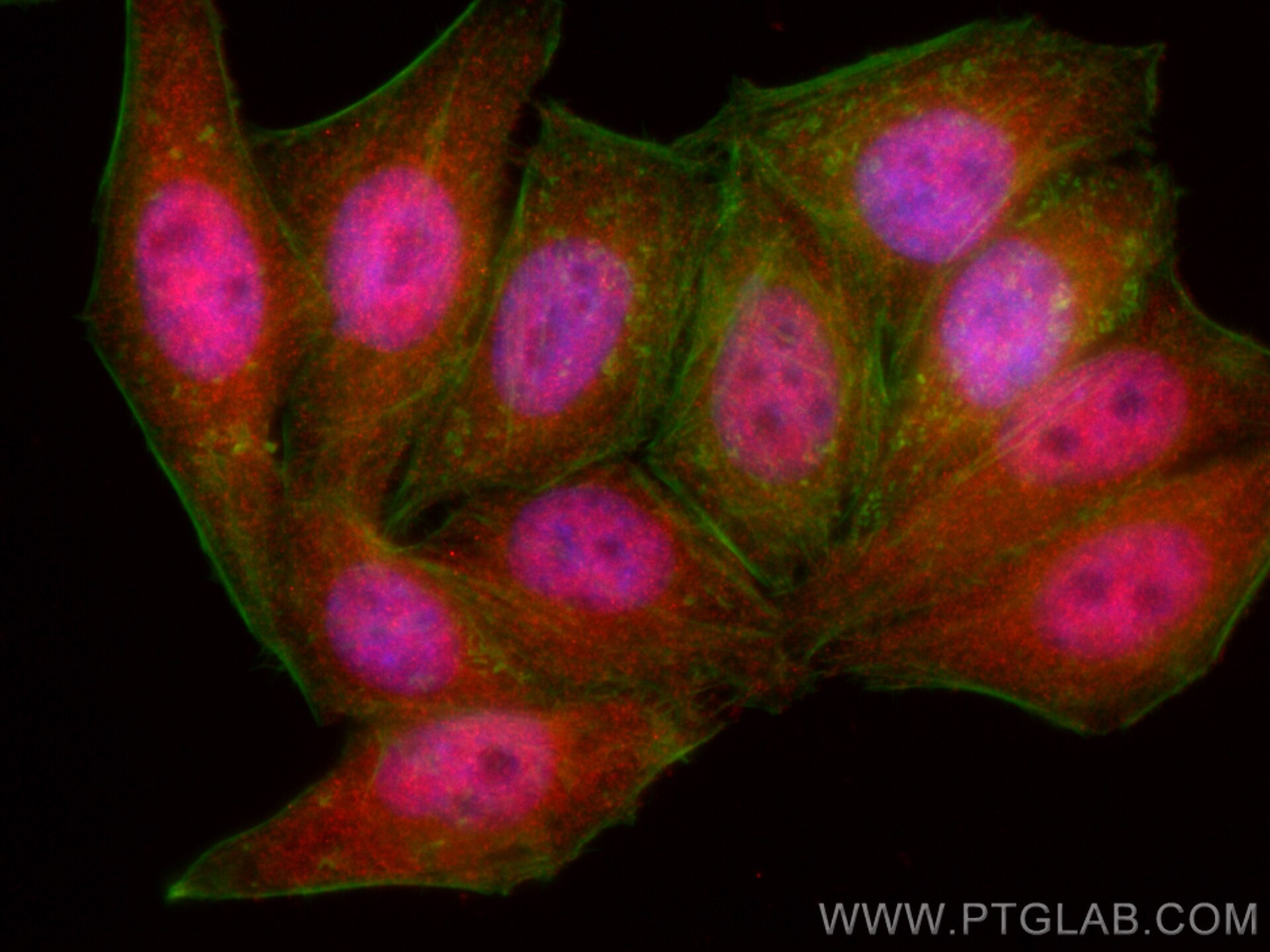 Immunofluorescence (IF) / fluorescent staining of HepG2 cells using CoraLite®594-conjugated STAT5B Monoclonal antibody (CL594-66427)