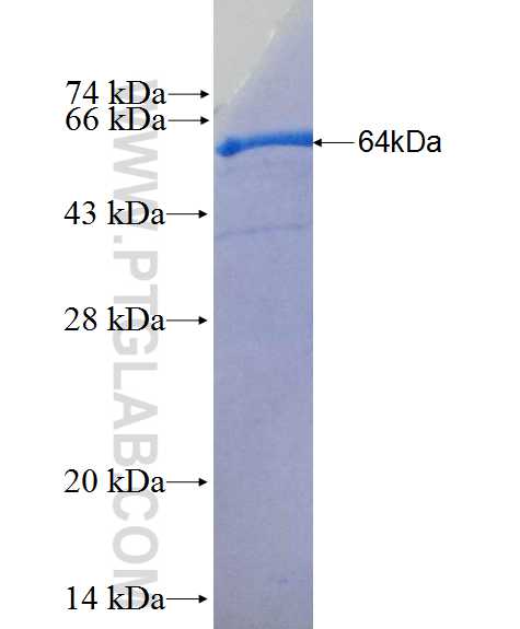 STAT5B fusion protein Ag2709 SDS-PAGE